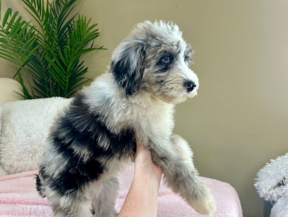 Cute Mini Sheepadoodle Baby