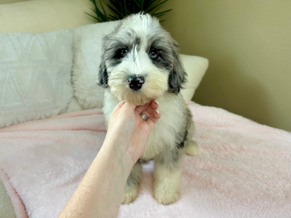 Best Mini Sheepadoodle Baby