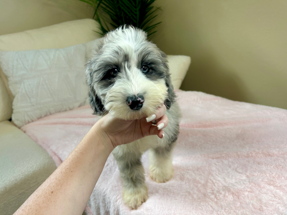 Mini Sheepadoodle Puppy for Adoption