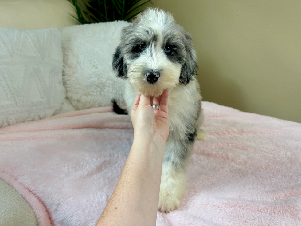 Best Mini Sheepadoodle Baby