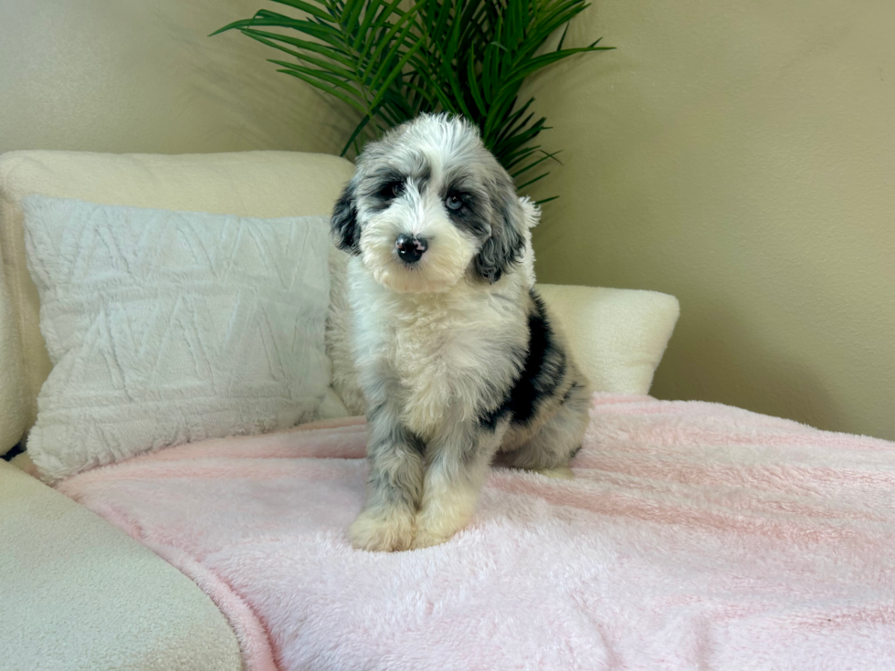 Cute Mini Sheepadoodle Baby