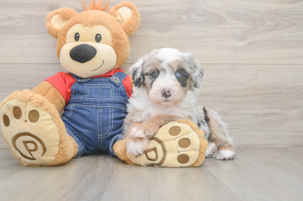 5 week old Mini Sheepadoodle Puppy For Sale - Lone Star Pups