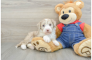 Small Mini Sheepadoodle Baby