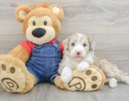 6 week old Mini Sheepadoodle Puppy For Sale - Lone Star Pups