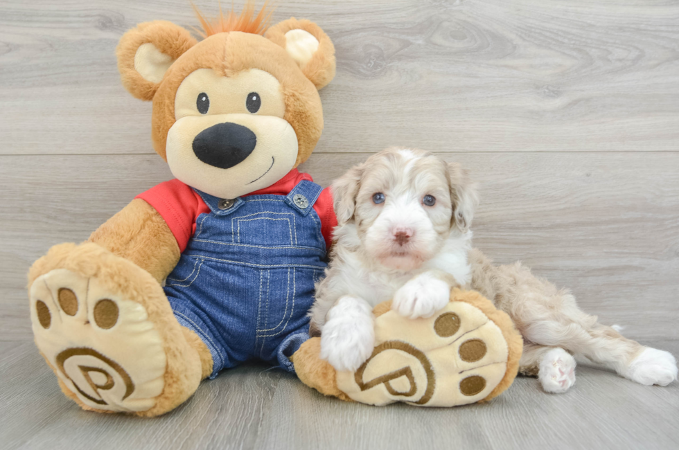 8 week old Mini Sheepadoodle Puppy For Sale - Lone Star Pups