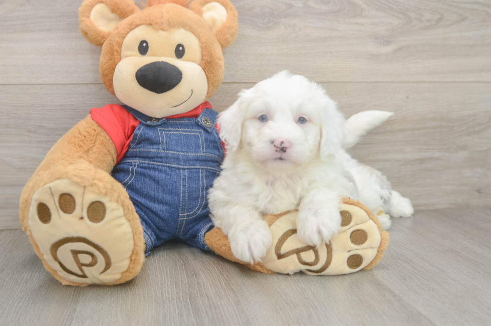 6 week old Mini Sheepadoodle Puppy For Sale - Lone Star Pups