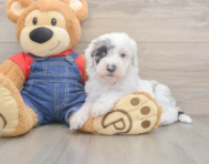 6 week old Mini Sheepadoodle Puppy For Sale - Lone Star Pups
