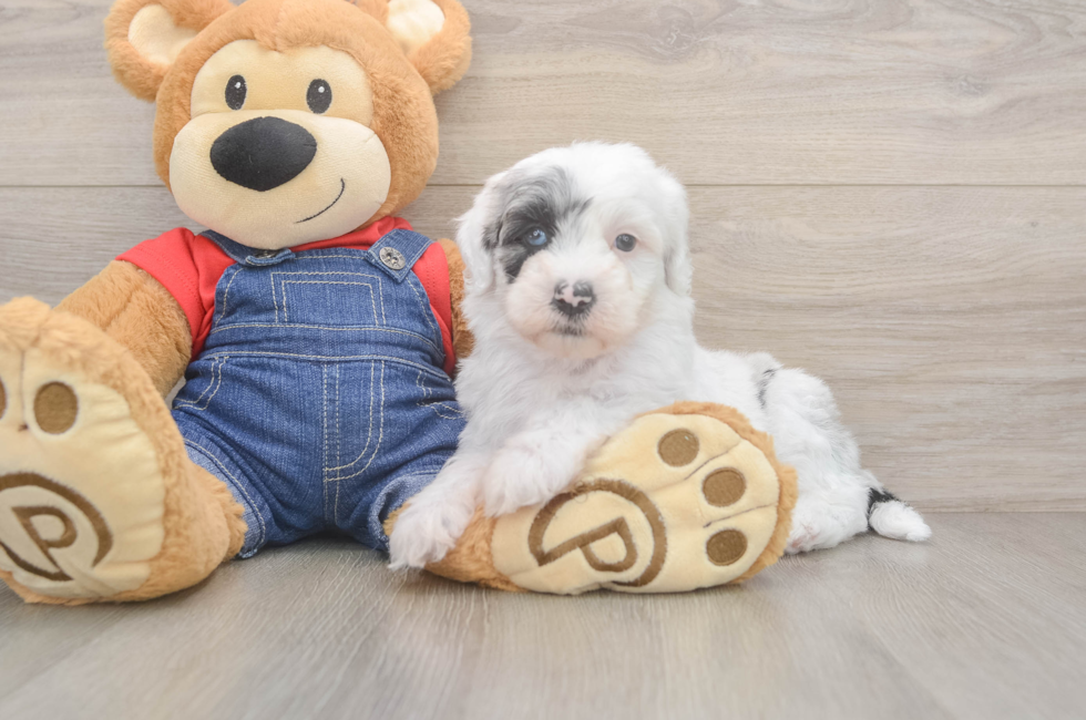 5 week old Mini Sheepadoodle Puppy For Sale - Lone Star Pups