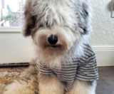 Mini Sheepadoodle Puppies For Sale Lone Star Pups