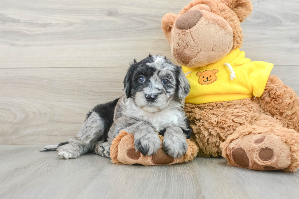 Smart Mini Sheepadoodle Poodle Mix Pup