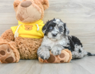 7 week old Mini Sheepadoodle Puppy For Sale - Lone Star Pups