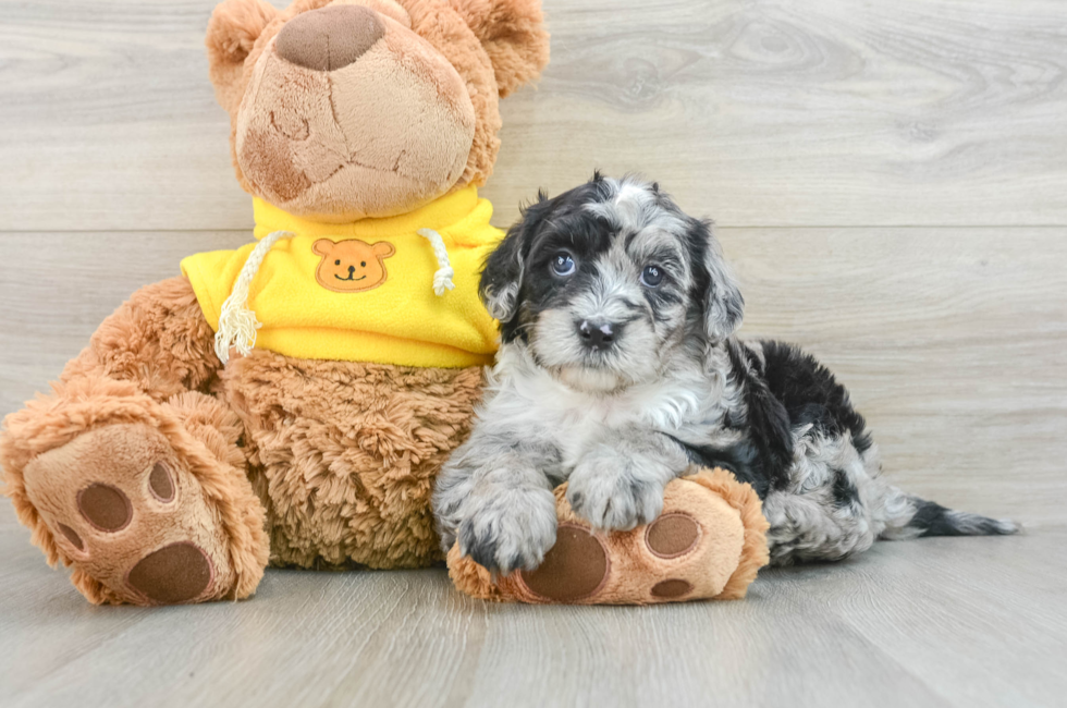 7 week old Mini Sheepadoodle Puppy For Sale - Lone Star Pups