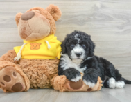 5 week old Mini Sheepadoodle Puppy For Sale - Lone Star Pups