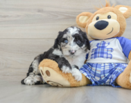 8 week old Mini Sheepadoodle Puppy For Sale - Lone Star Pups