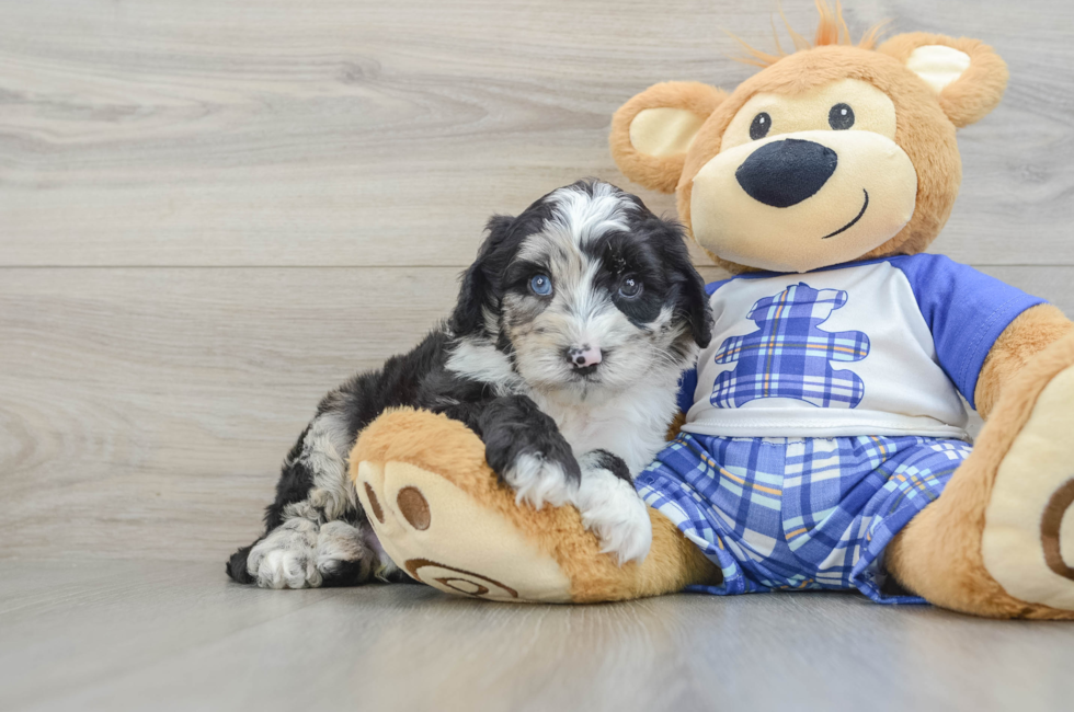 6 week old Mini Sheepadoodle Puppy For Sale - Lone Star Pups