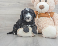 7 week old Mini Sheepadoodle Puppy For Sale - Lone Star Pups