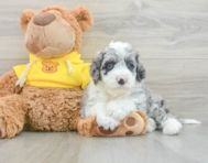 5 week old Mini Sheepadoodle Puppy For Sale - Lone Star Pups