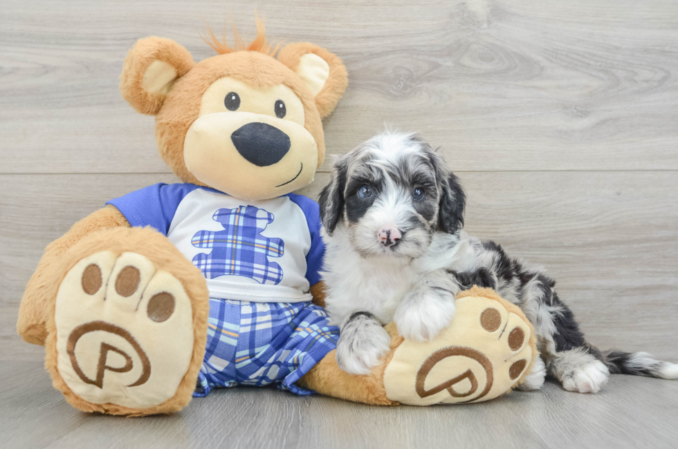 6 week old Mini Sheepadoodle Puppy For Sale - Lone Star Pups