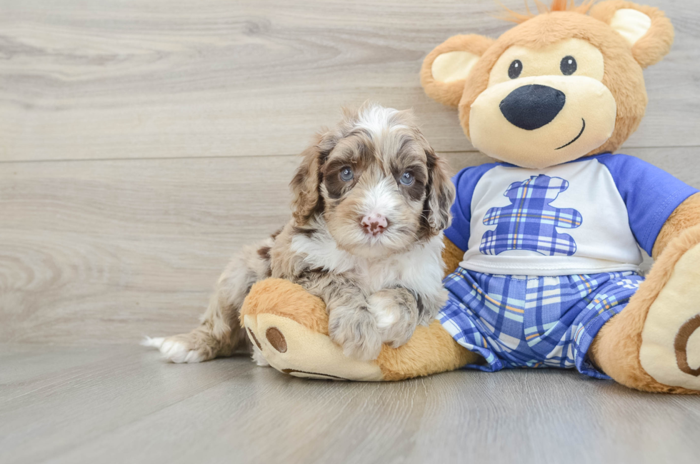 6 week old Mini Sheepadoodle Puppy For Sale - Lone Star Pups