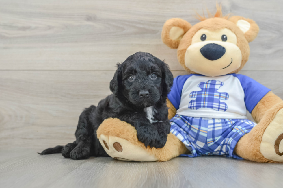 6 week old Mini Sheepadoodle Puppy For Sale - Lone Star Pups