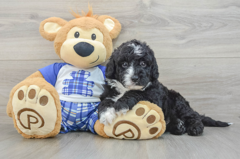 6 week old Mini Sheepadoodle Puppy For Sale - Lone Star Pups