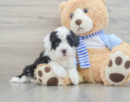 6 week old Mini Sheepadoodle Puppy For Sale - Lone Star Pups