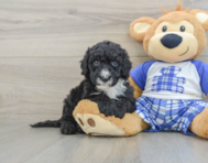 8 week old Mini Sheepadoodle Puppy For Sale - Lone Star Pups