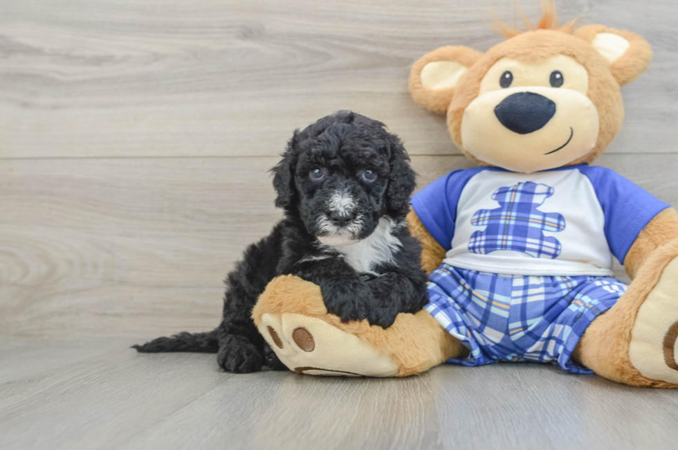 6 week old Mini Sheepadoodle Puppy For Sale - Lone Star Pups