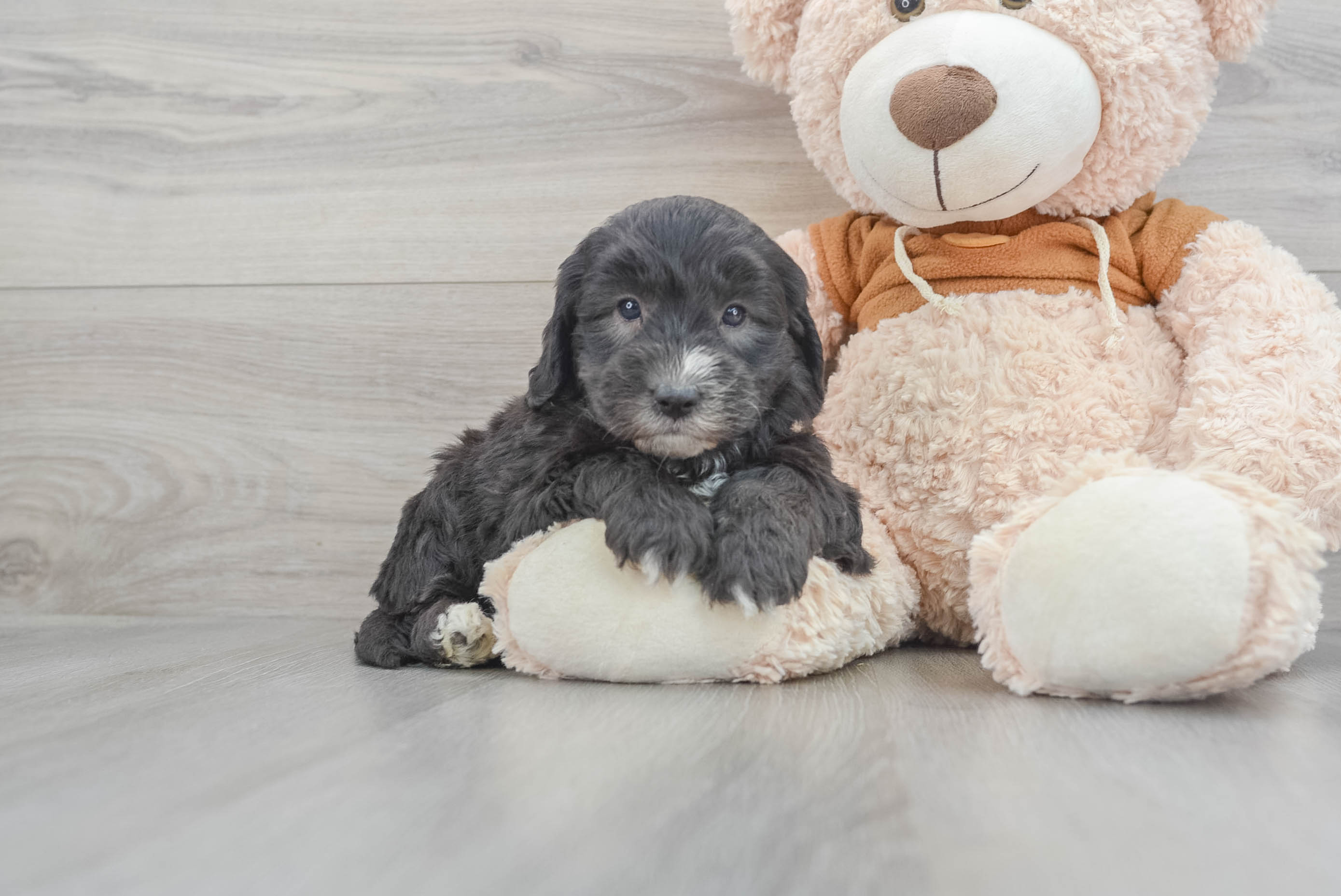 Sweet Mini Sheepadoodle Baby