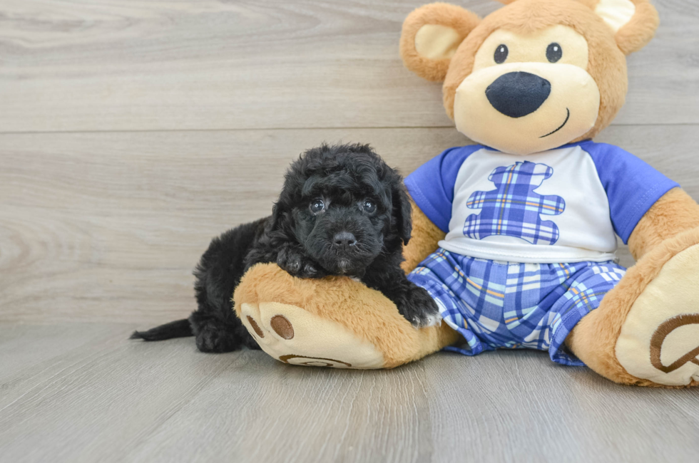 6 week old Mini Sheepadoodle Puppy For Sale - Lone Star Pups
