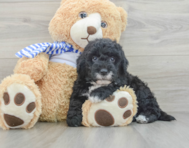 6 week old Mini Sheepadoodle Puppy For Sale - Lone Star Pups