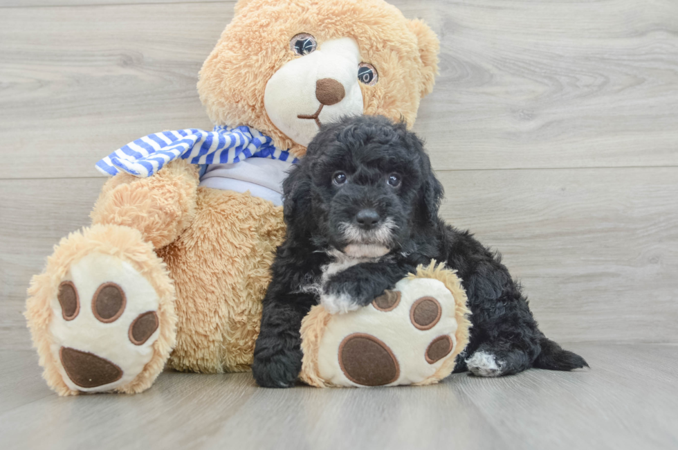 5 week old Mini Sheepadoodle Puppy For Sale - Lone Star Pups