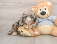 5 week old Mini Sheepadoodle Puppy For Sale - Lone Star Pups