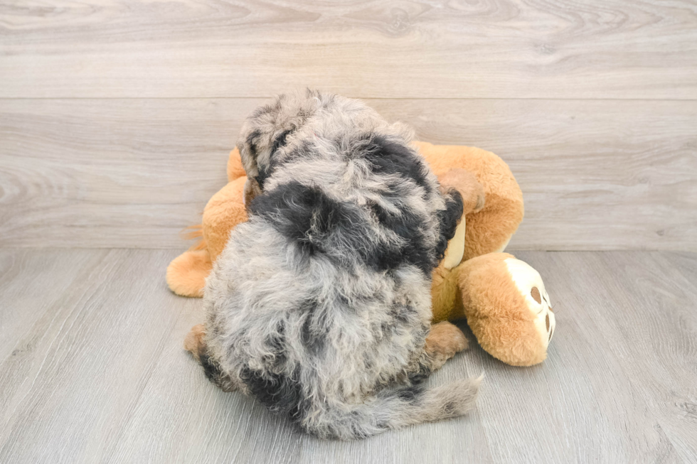 Mini Sheepadoodle Pup Being Cute
