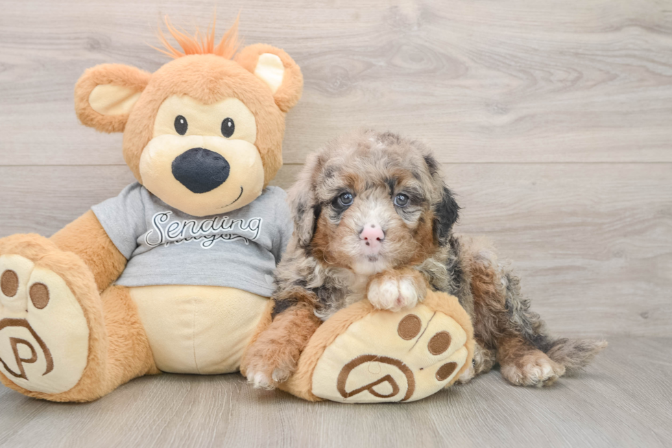 Mini Sheepadoodle Puppy for Adoption
