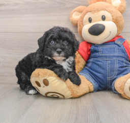 5 week old Mini Sheepadoodle Puppy For Sale - Lone Star Pups