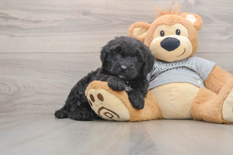 Popular Mini Sheepadoodle Poodle Mix Pup