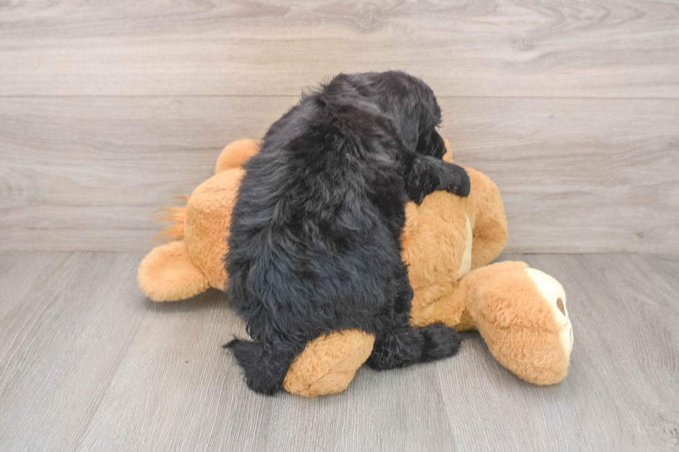 Smart Mini Sheepadoodle Poodle Mix Pup