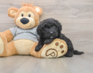 6 week old Mini Sheepadoodle Puppy For Sale - Lone Star Pups