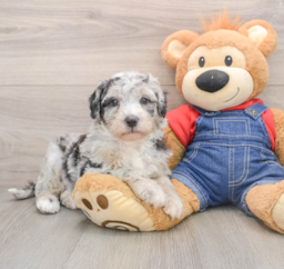 5 week old Mini Sheepadoodle Puppy For Sale - Lone Star Pups
