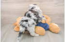 Best Mini Sheepadoodle Baby