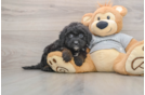 Mini Sheepadoodle Puppy for Adoption