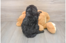 Fluffy Mini Sheepadoodle Poodle Mix Pup