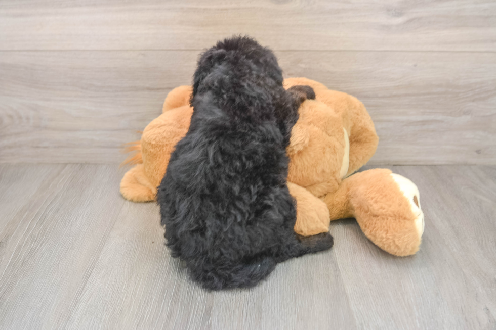Fluffy Mini Sheepadoodle Poodle Mix Pup
