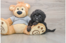 Energetic Mini Sheepapoo Poodle Mix Puppy
