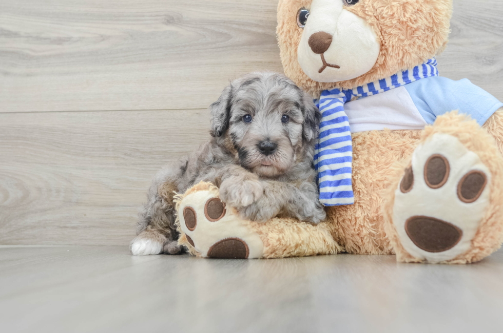 5 week old Mini Sheepadoodle Puppy For Sale - Lone Star Pups