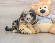 5 week old Mini Sheepadoodle Puppy For Sale - Lone Star Pups