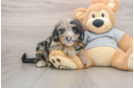 Little Sheeppoo Poodle Mix Puppy