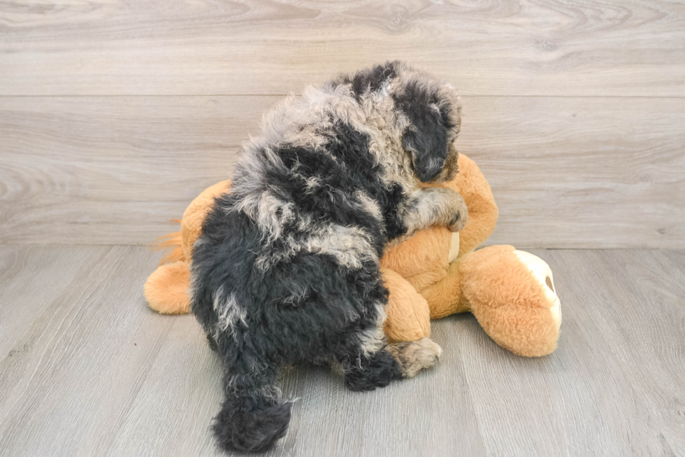 Mini Sheepadoodle Pup Being Cute