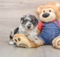 5 week old Mini Sheepadoodle Puppy For Sale - Lone Star Pups